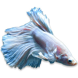 Betta splendens