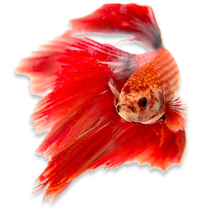 Betta splendens vinnen