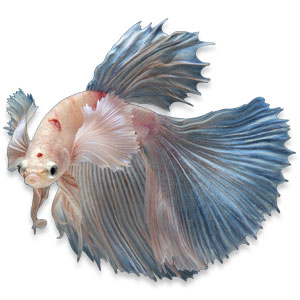 Betta splendens mannetje