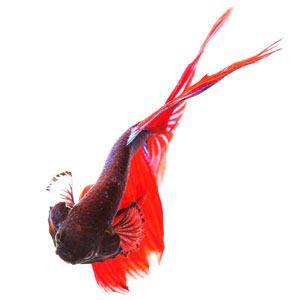 Betta soorten