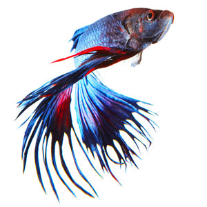 Betta splendens kleuren